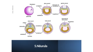 5.Nêurula
Embriologia
/
Natani
 