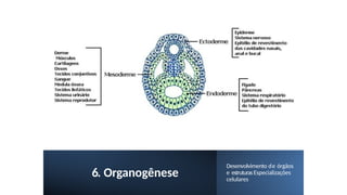 6. Organogênese
Desenvolvimento de órgãos
e estruturasEspecializações
celulares
 