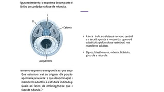 • A seta I indica o sistema nervoso central
e a seta II aponta a notocorda, que será
substituída pela coluna vertebral, nos
mamíferos adultos.
• Zigoto, blastômeros, mórula, blástula,
gástrula e nêurula.
 