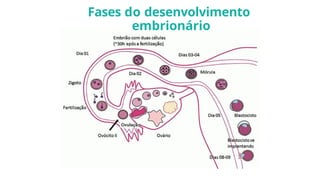 Fases do desenvolvimento
embrionário
 