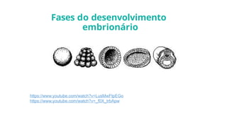 Fases do desenvolvimento
embrionário
https://www.youtube.com/watch?v=LusMwFtpEGo
https://www.youtube.com/watch?v=_f0X_trbApw
 