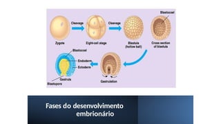 Fases do desenvolvimento
embrionário
 
