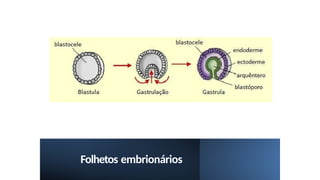 Folhetos embrionários
 