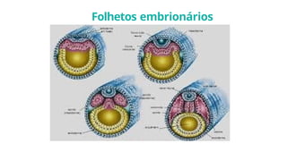 Folhetos embrionários
 