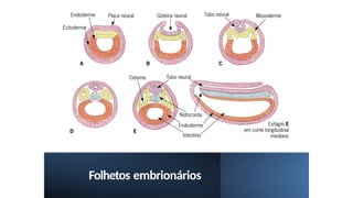 Folhetos embrionários
 