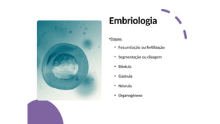 Embriologia
•Etapas:
• Fecundação ou fertilização
• Segmentação ou clivagem
• Blástula
• Gástrula
• Nêurula
• Organogênese
 