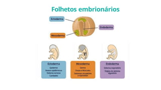 Folhetos embrionários
 