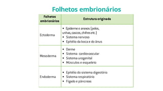 Folhetos embrionários
 