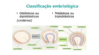 • Diblásticos ou
diploblásticos
(cnidários)
• Triblásticos ou
triploblásticos
Classificação embriológica
 