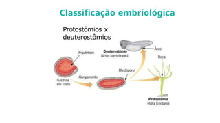 Protostômios x
deuterostômios
Classificação embriológica
 