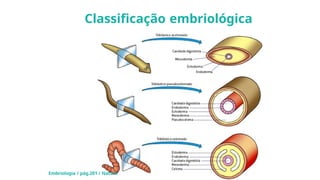 Classificação embriológica
Embriologia / pág.281 / Natani
 