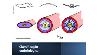 Classificação
embriológica
Embriologia
/
Natani
 