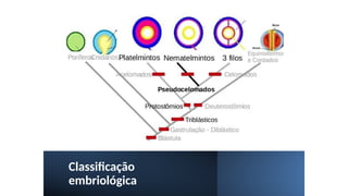 Classificação
embriológica
 