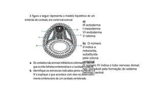 a)
III ectoderma
I mesoderma
VI endoderma
V celoma
b) O número
II indica a
notocorda,
substituída
pela coluna
vertebral.
O número IV indica o tubo nervoso dorsal,
res- ponsável pela formação do sistema
nervoso central.
 