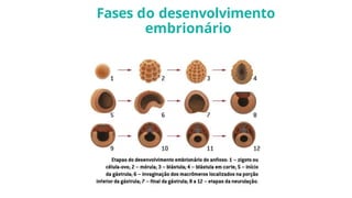 Fases do desenvolvimento
embrionário
 