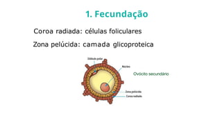 Coroa radiada: células foliculares
Zona pelúcida: camada glicoproteica
1. Fecundação
Ovócito secundário
 