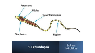 1. Fecundação Enzimas
hidroliticas
 