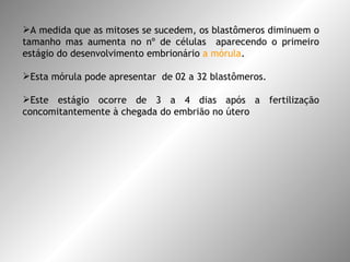 A medida que as mitoses se sucedem, os blastômeros diminuem o tamanho mas aumenta no nº de células  aparecendo o primeiro estágio do desenvolvimento embrionário  a mórula .  Esta mórula pode apresentar  de 02 a 32 blastômeros.  Este estágio ocorre de 3 a 4 dias após a fertilização concomitantemente à chegada do embrião no útero 