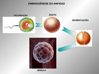 EMBRIOGÊNESE DO ANFIOXO FECUNDAÇÃO ZIGOTO SEGMENTAÇÕES MÓRULA 