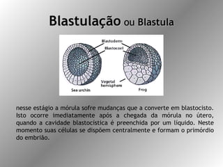 Blastulação  ou  Blastula nesse estágio a mórula sofre mudanças que a converte em blastocisto. Isto ocorre imediatamente após a chegada da mórula no útero, quando a cavidade blastocística é preenchida por um líquido. Neste momento suas células se dispõem centralmente e formam o primórdio do embrião.  