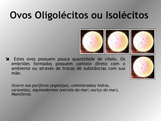 Ovos Oligolécitos ou Isolécitos   Estes ovos possuem pouca quantidade de vitelo. Os embriões formados possuem contato direto com o ambiente ou através de trocas de substâncias com sua mãe. Ocorre nos poríferos (esponjas), celenterados( hidras, caravelas), equinodermos (estrela-do-mar; ouriço do mar), Mamíferos. 