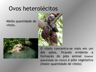 Ovos heterolécitos Média quantidade de vitelo.  O vitelo concentra-se mais em um dos pólos, ficando evidente a formação do pólo animal ( menor quantidade de vitelo ) e pólo vegetativo (maior quantidade de vitelo) 