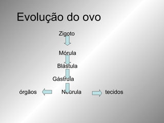 Zigoto Mórula Blástula Gástrula órgãos   Nêurula  tecidos    Evolução do ovo 