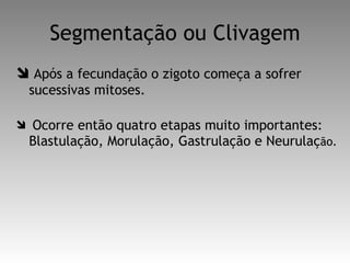 Segmentação ou Clivagem Após a fecundação o zigoto começa a sofrer sucessivas mitoses. Ocorre então quatro etapas muito importantes: Blastulação, Morulação, Gastrulação e Neurulaç ão. 