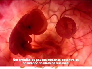Um embrião de poucas semanas encontra-se                                        no interior do útero de sua mãe.
