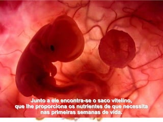 Junto a ele encontra-se o saco vitelino,                                                 que lhe proporciona os nutrientes de que necessita                         nas primeiras semanas de vida. 