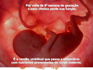 Por volta da 8ª semana de gestação                                                  o saco vitelino perde sua função. É o cordão umbilical que passa a alimentá-lo                                            com nutrientes provenientes do corpo materno.