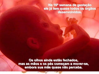Na 16ª semana de gestação                          ele já tem quase todos os órgãos desenvolvidos.Os olhos ainda estão fechados,                                                                 mas as mãos e os pés começam a mover-se,                                 embora sua mãe quase não perceba.