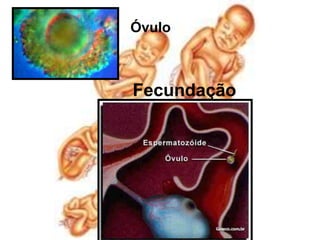 Óvulo  Fecundação