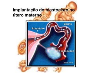 Implantação do blastocisto no útero materno