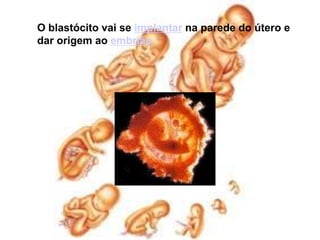 O blastócito vai se implantar na parede do útero e dar origem ao embrião