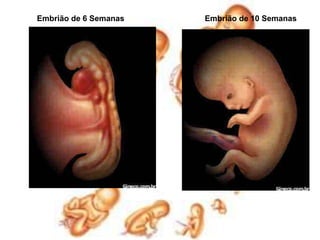 Embrião de 6 SemanasEmbrião de 10 Semanas