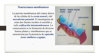 Neurocraneo menbranoso
La porción membranosa del cráneo deriva
de las células de la cresta neural y del
mesodermo paraxial...
