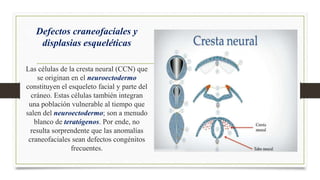 Defectos craneofaciales y
displasias esqueléticas
Las células de la cresta neural (CCN) que
se originan en el neuroectoder...