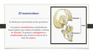 El neurocráneo
Se divide por conveniencia en dos porciones:
-Su porción membranosa, constituida por
huesos planos que rode...