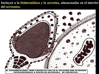 Incluyen a la  hialuronidasa y la acrosina , almacenadas en el interior del  acrosoma .   