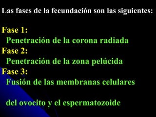 Las fases de la fecundación son las siguientes: Fase 1:   Penetración de la corona radiada Fase 2:   Penetración de la zona pelúcida Fase 3:   Fusión de las membranas celulares  del ovocito y el espermatozoide 