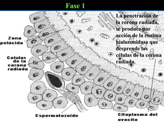 Fase 1 La penetración de la corona radiada, se produce por acción de la enzima hialuronidasa que desprende las células de la corona radiada.   