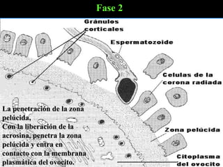 Fase 2 La penetración de la zona pelúcida,  Con la liberación de la acrosina, penetra la zona pelúcida y entra en contacto con la membrana plasmática del ovocito.   