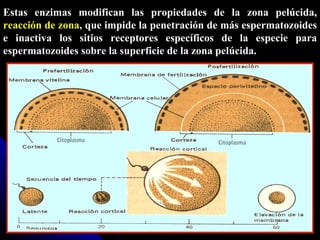Estas enzimas modifican las propiedades de la zona pelúcida,  reacción de zona , que impide la penetración de más espermatozoides e inactiva los sitios receptores específicos de la especie para espermatozoides sobre la superficie de la zona pelúcida. 