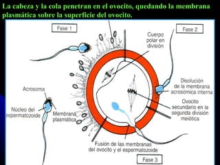 La cabeza y la cola penetran en el ovocito, quedando la membrana plasmática sobre la superficie del ovocito. 