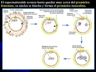 El espermatozoide avanza hasta quedar muy cerca del  pronúcleo femenino , su núcleo se hincha y forma el  pronúcleo masculino. 