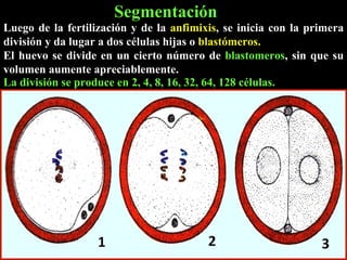 Segmentación Luego de la fertilización y de la  anfimixis , se inicia con la primera división y da lugar a dos células hijas o  blastómeros. El huevo se divide en un cierto número de  blastomeros , sin que su volumen aumente apreciablemente.   La división se produce en 2, 4, 8, 16, 32, 64, 128 células. 