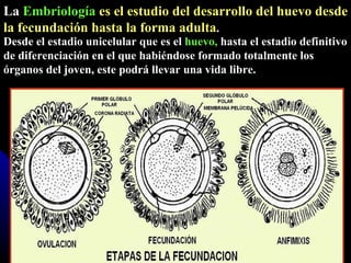 La  Embriología   es el estudio del desarrollo del huevo desde la fecundación hasta la forma adulta . Desde el estadio unicelular que es el  huevo,  hasta el estadio definitivo de diferenciación en el que habiéndose formado totalmente los órganos del joven, este podrá llevar una vida libre. 