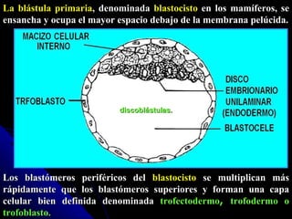 La blástula primaria , denominada  blastocisto  en los mamíferos, se ensancha y ocupa el mayor espacio debajo de la membrana pelúcida. Los blastómeros periféricos del  blastocisto  se multiplican más rápidamente que los blastómeros superiores y forman una capa celular bien definida denominada  trofectodermo ,  trofodermo o trofoblasto. discoblástulas. 