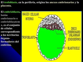 El  trofoblasto ,  en la periferia, origina los  anexos embrionarios  y la  placenta. El  embrioblasto ,  botón embrionario o embrioblasatema,  es el conjunto de células correspondiente a los territorios órgano-formadores del embrión. 